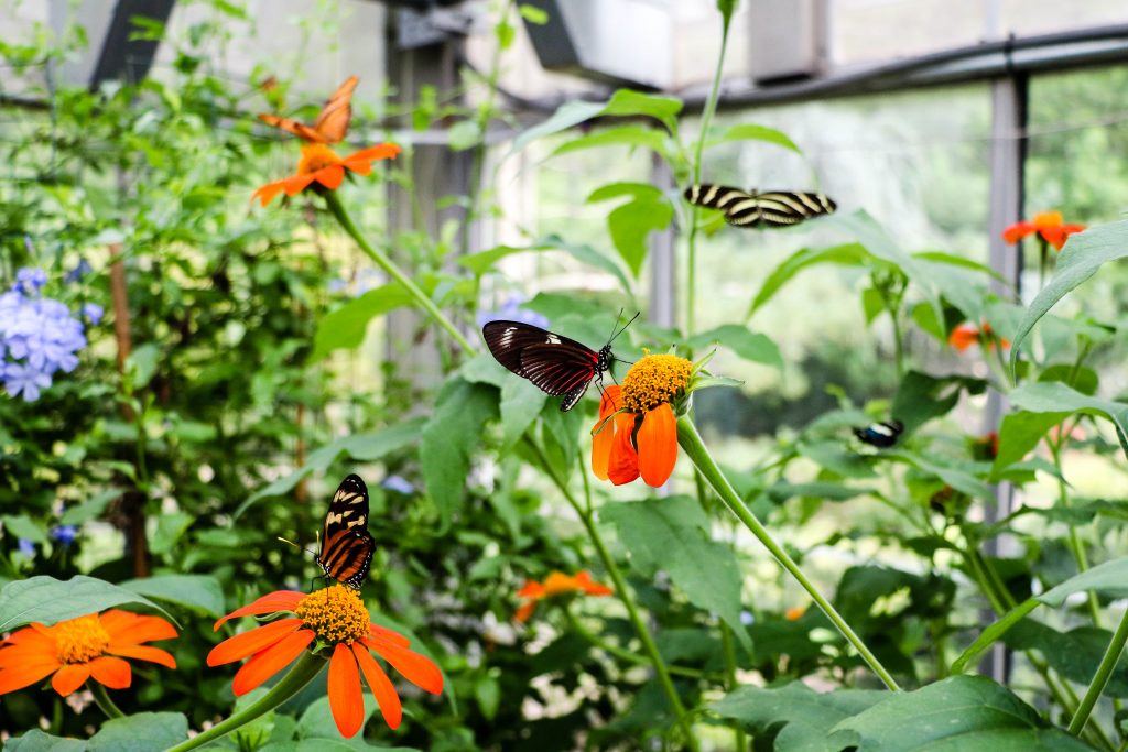 Wings of Fancy Butterfly Exhibit at Brookside Gardens in Wheaton, MD
