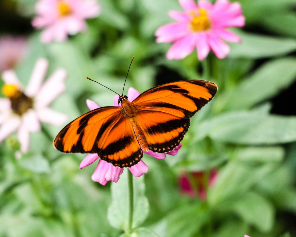 Wings of Fancy Butterfly Exhibit at Brookside Gardens in Wheaton, MD