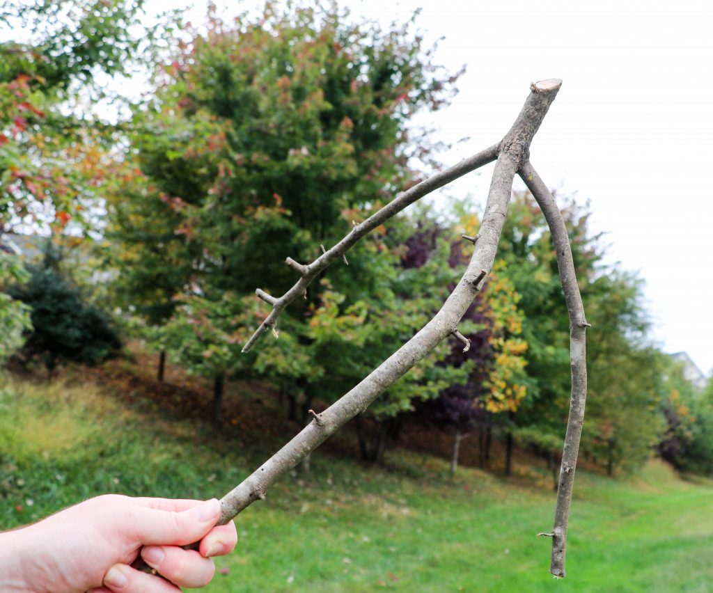 Backyard Twig Foraging